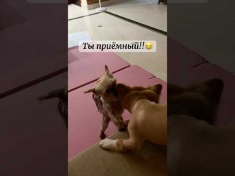 Есть тут знатоки йорков?? Кто-нибудь поймёт прикол??