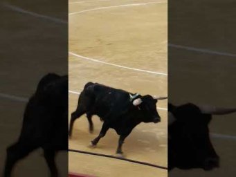 Славный испанский бычок/ Venga, Torrito!