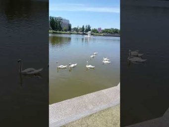 Лебеди