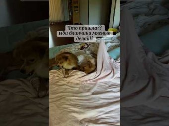 А что у нас тут происходит?? #приколы #смех #смехпродлеваетжизнь #юмор #собака #жизнь