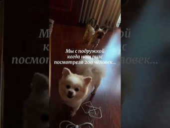 #приколы #смех #смехпродлеваетжизнь #юмор #собака
