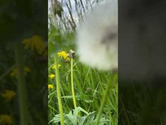Весна, выходной #dog #hundeliebe #собака #природа #dog #miniaussies