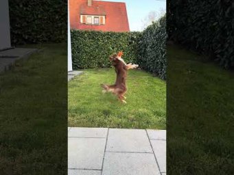 Минни #dog #hund #собака #puppy