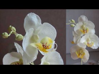 Орхидея из сахарной мастики Как сделать Fondant Orchid