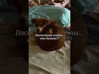 Помогите, как справиться с клопами?