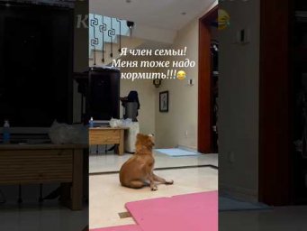 #приколы #собака #смехпродлеваетжизнь #юмор #смешновидео #прикол