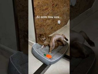 Ах ты так с другом??? #собака #смехпродлеваетжизнь #приколы #смешновидео #собаки #смешнойшортс