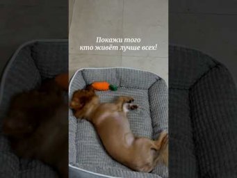 А у вас кто живёт лучше всех? #собака #смехпродлеваетжизнь #приколы #смешновидео #собаки